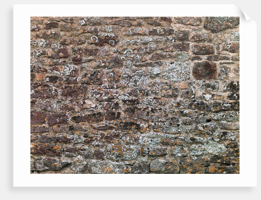 Old brick wall by Assaf Frank